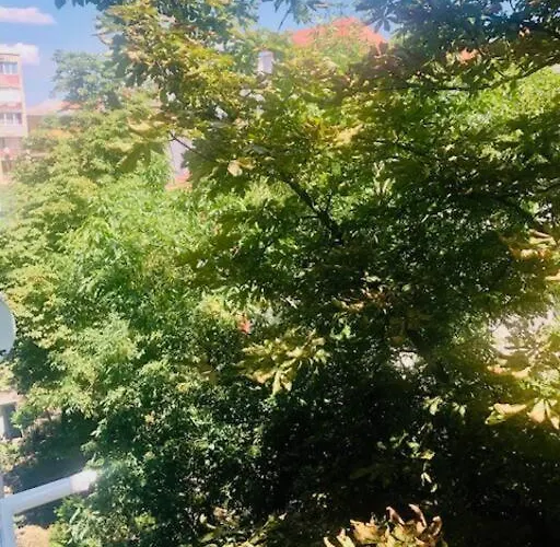 Joy Piatra Craiului 17 *